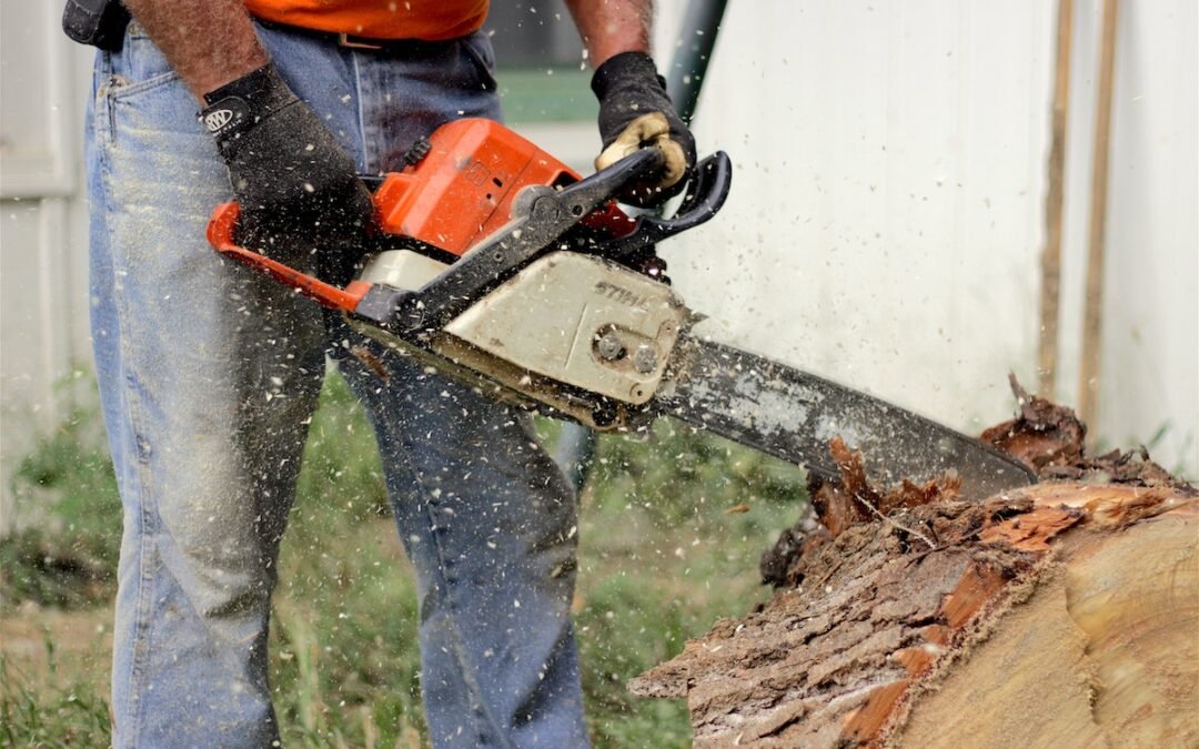 SEO Case Study: Ottawa Tree Removal Services Company